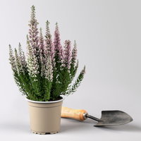 Calluna 'First Ladies®', lila, Topf-Ø 11 cm, 6 Pflanzen Calluna 'First Ladies®', lila, Topf-Ø 11 cm, 6 Pflanzen