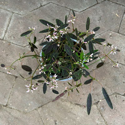 Euphorbia 'Rosa Flamingo®', zartrosa, Topf-Ø 12 cm, 6 Pflanzen