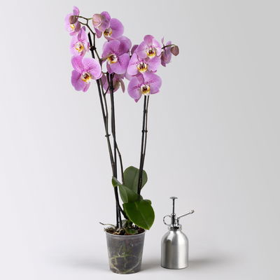 Schmetterlingsorchidee 'Seine', lila, 2 Rispen, Topf-Ø 12 cm, Höhe ca. 70 cm Schmetterlingsorchidee 'Seine', lila, 2 Rispen, Topf-Ø 12 cm, Höhe ca. 70 cm