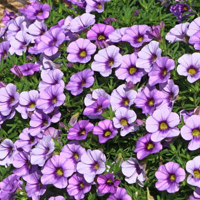 Zauberglöckchen 'Lavandula Cheesecake' lila, Topf-Ø 13 cm, 6 Pflanzen