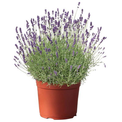 Lavendel, lilablau Topf-Ø 19 cm, 2er-Set Lavendel, lilablau Topf-Ø 19 cm, 2er-Set