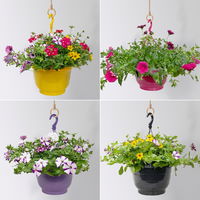 gemischte Sommerblumen-Ampel, Farbe/n nach Verfügbarkeit, Ampeltopf-Ø 25/27 cm