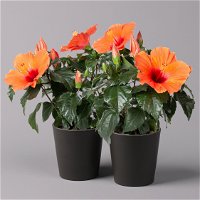 Hibiskus, orange, in Keramiktopf Dallas anthrazit, Topf-Ø 13 cm, 2er-Set