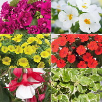 Pflanzenkreation Schatten-Leuchten, groß, 12 Pflanzen inkl. Erde und Dünger