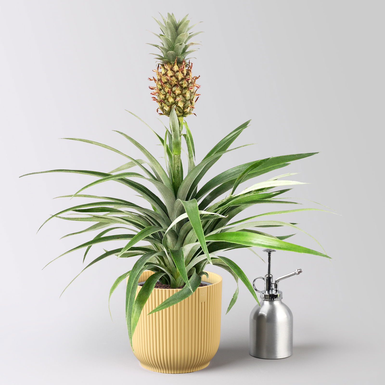 Zier-Ananas 'Amigo', im Übertopf Vibes gelb, Topf-Ø 12 cm, Höhe ca. 45 cm
