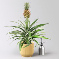 Zier-Ananas 'Amigo', im Übertopf Vibes gelb, Topf-Ø 12 cm, Höhe ca. 45 cm