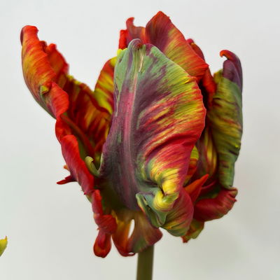 Papagei-Tulpe orange-rot, vorgetrieben, Topf-Ø 15 cm, 3 Pflanzen Papagei-Tulpe orange-rot, vorgetrieben, Topf-Ø 15 cm, 3 Pflanzen