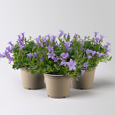 Glockenblume 'Ambella® Lavender' hellviolett, Topf-Ø 15 cm, 3er-Set