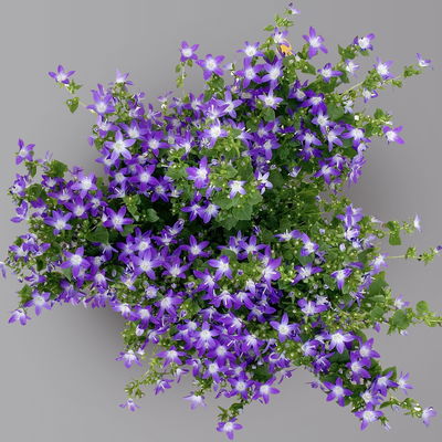 Hängepolster-Glockenblume 'Adansa® Purple' blau-weiß, Topf-Ø 15 cm, 3er-Set Hängepolster-Glockenblume 'Adansa® Purple' blau-weiß, Topf-Ø 15 cm, 3er-Set