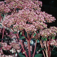 Fetthenne rosa, Topf Ø 12 cm, 3 Pflanzen