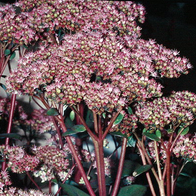 Fetthenne rosa, Topf Ø 12 cm, 3 Pflanzen