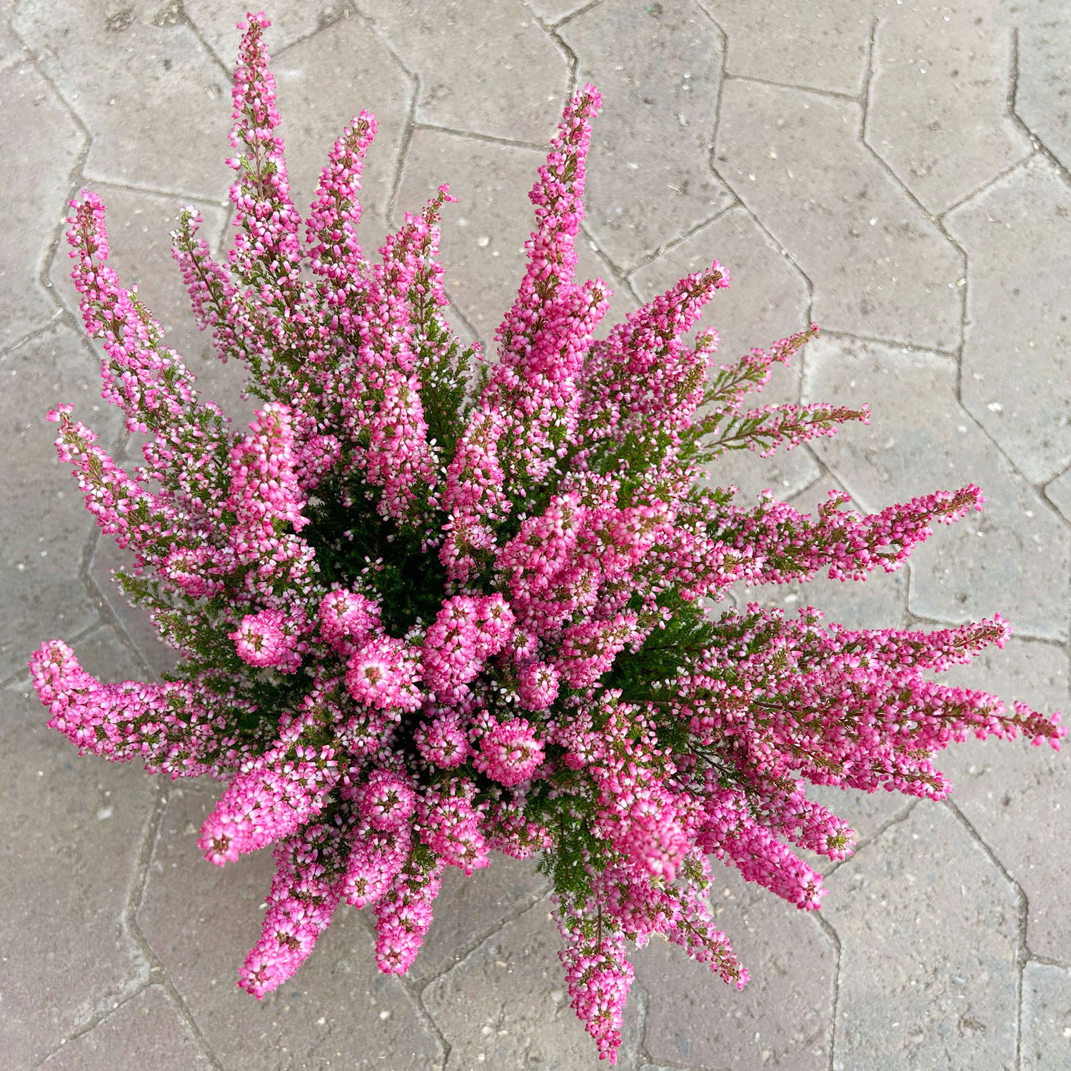 Glockenheide 'Beauty Queens®' rot, Farbe variiert, Topf-Ø 12 cm, 6 Stück