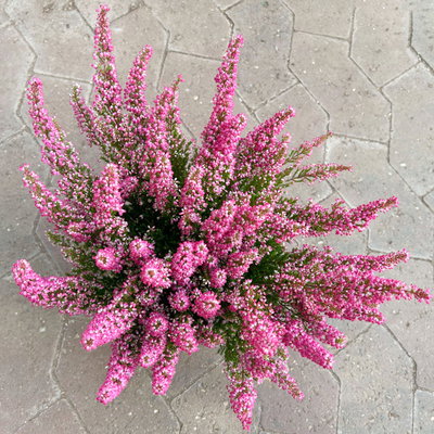 Glockenheide 'Beauty Queens®', rot, Farbe variiert, Topf-Ø 12 cm, 6 Pflanzen Glockenheide 'Beauty Queens®', rot, Farbe variiert, Topf-Ø 12 cm, 6 Pflanzen