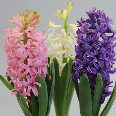 Hyazinthe 'Trio' weiß, rosa & blau, vorgetrieben, Topf-Ø 12 cm, 6 Pflanzen