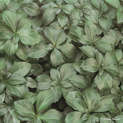 Niedriges Dickmännchen 'Compcta', Topf 9x9 cm, 12 Pflanzen