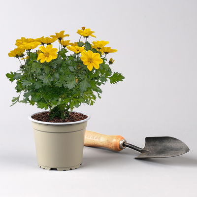 Pflanzenkreation Farbenrausch, groß, 6 Pflanzen inkl. Erde und Dünger Pflanzenkreation Farbenrausch, groß, 6 Pflanzen inkl. Erde und Dünger