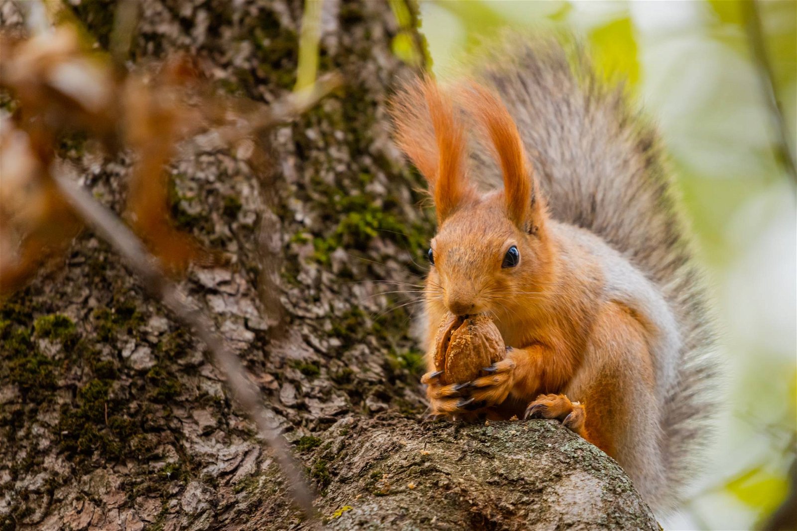 Eichhörnchen mit Walnuss auf Baum sitzend