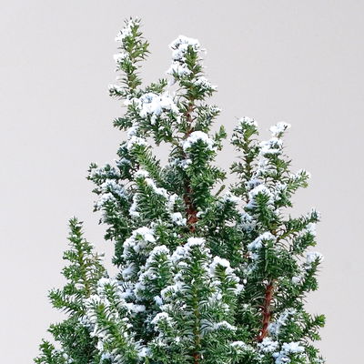 Kegelzypresse 'Top Point', weiß beschneit, Topf-Ø 19 cm, 2 Pflanzen