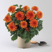 Dahlie 'Hypnotica®' orange, Topf-Ø 19 cm, 2er-Set