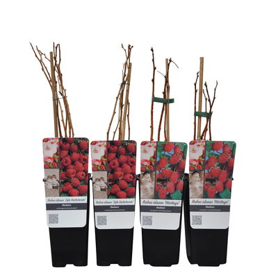 Herbsthimbeeren, 'Zefa 3' +  Heritage', 4er-Set, Topf je 2 Liter Herbsthimbeeren, 'Zefa 3' +  Heritage', 4er-Set, Topf je 2 Liter