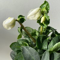 Christrose 'Christmas Carol' weiß, Topf-Ø 9 cm, 4er-Set