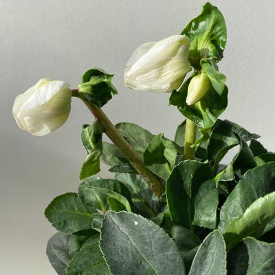 Christrose 'Christmas Carol' weiß, Topf-Ø 9 cm, 4er-Set