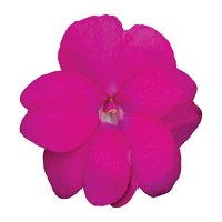 Edellieschen lila, Topf-Ø 12 cm, 6er-Set