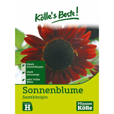Kölles Beste Blumensamen Sonnenblume 
