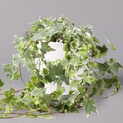 Hedera helix 'Variegata' in Keramiktopf Dallas weiß, Topf-Ø 12/13 cm, 3er-Set