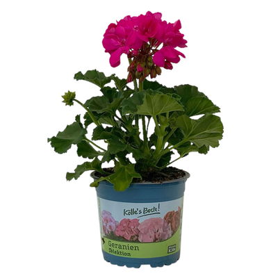 Geranie pink, halbhängend, Topf-Ø 13 cm, 6 Stück Geranie pink, halbhängend, Topf-Ø 13 cm, 6 Stück