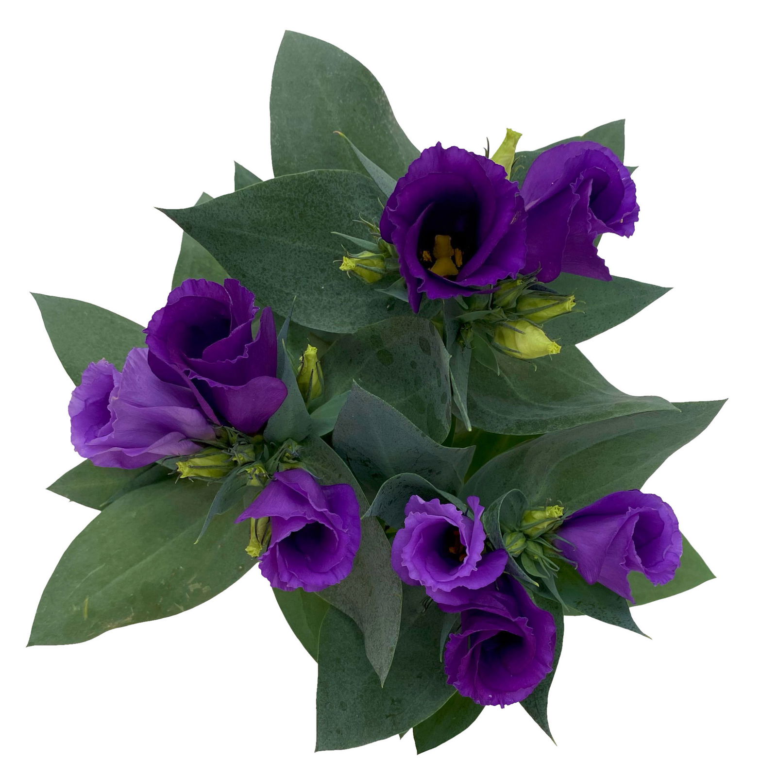 Lisianthus blau, Topf-Ø 10,5 cm, 8 Pflanzen