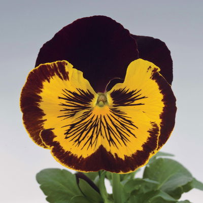 Stiefmütterchen Cats®, Farben zufällig, Topf-Ø 13 cm, 6 Pflanzen Stiefmütterchen Cats®, Farben zufällig, Topf-Ø 13 cm, 6 Pflanzen