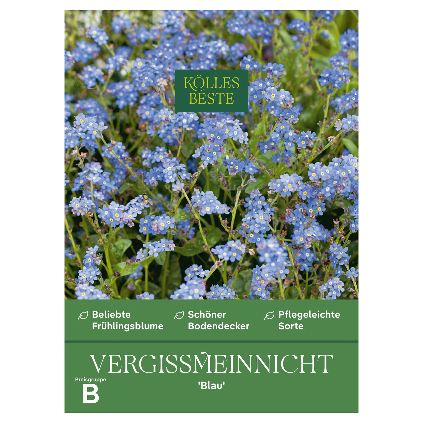 Kölles Beste Blumensamen, Vergissmeinnicht 'Blau' Kölles Beste Blumensamen, Vergissmeinnicht 'Blau'