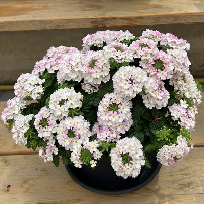 Eisenkraut, weiß-pink, Topf-Ø 12 cm, 6 Pflanzen