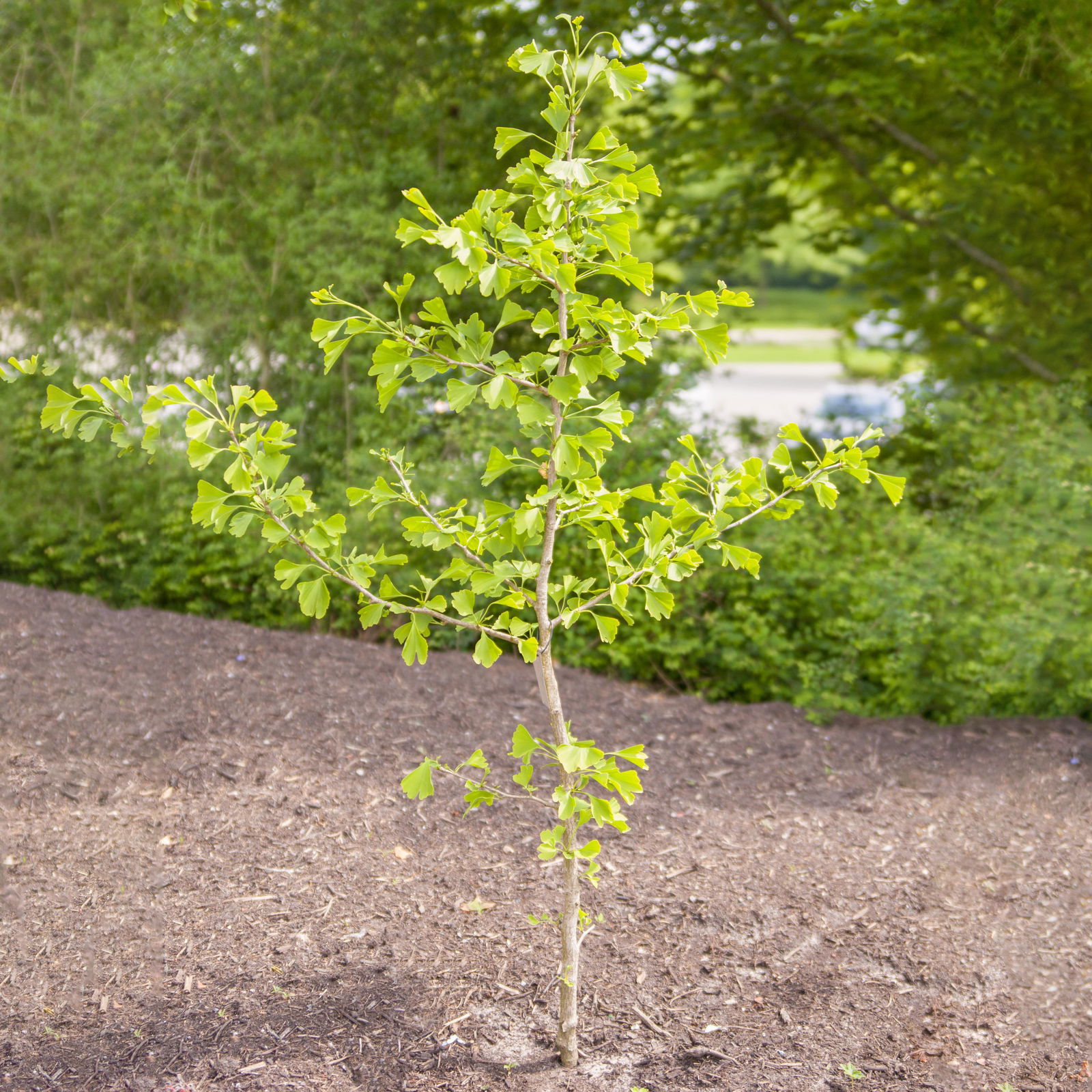 Fächerblattbaum (Ginkgo), Höhe 60-80 cm, Topf 3 Liter, 3er-Set