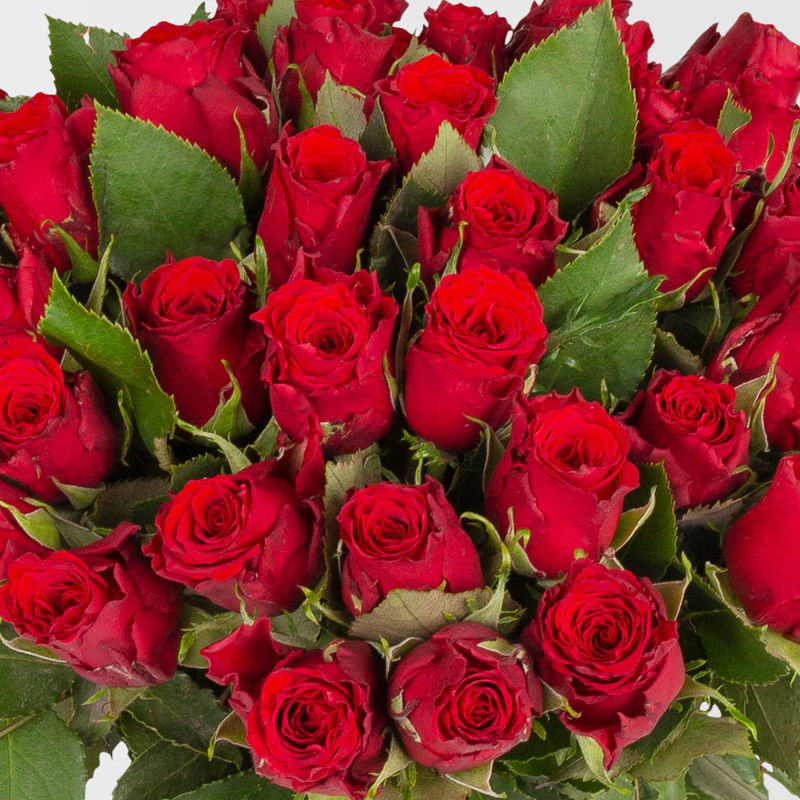 40 rote Rosen online kaufen | Pflanzen-Kölle