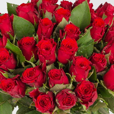 40 rote Rosen