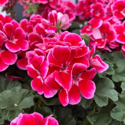 Geranie, rot-rosa, stehend, Topf-Ø 13 cm, 6 Pflanzen Geranie, rot-rosa, stehend, Topf-Ø 13 cm, 6 Pflanzen