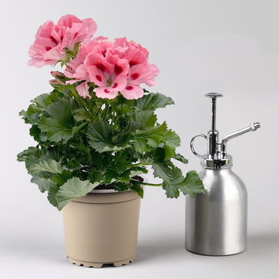 Edelgeranie Bella Donna® 'Don Flamingo®', rosa-rot, Topf-Ø 12 cm, 6 Pflanzen Edelgeranie Bella Donna® 'Don Flamingo®', rosa-rot, Topf-Ø 12 cm, 6 Pflanzen