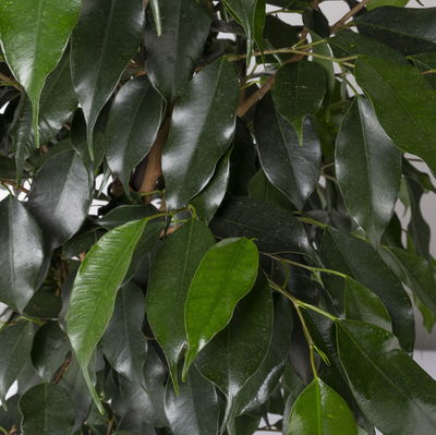 Birkenfeige 'Danielle', Topf-Ø 21 cm, Höhe ca. 110 cm