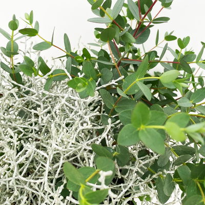 Silberdraht & Eukalyptus, Topf-Ø 13 cm, 6 Pflanzen