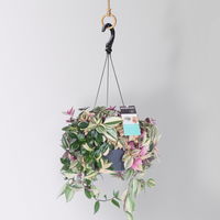 Grünpflanzen-Set Ampel-WG, Hängeampel-Ø 18 cm, 2 Pflanzen