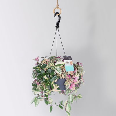 Grünpflanzen-Set Ampel-WG, Hängeampel-Ø 18 cm, 2 Pflanzen