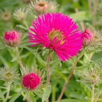 Bio Raublatt-Aster 'Alma Pötschke' rosarot, Topf-Ø 12 cm, 3er-Set