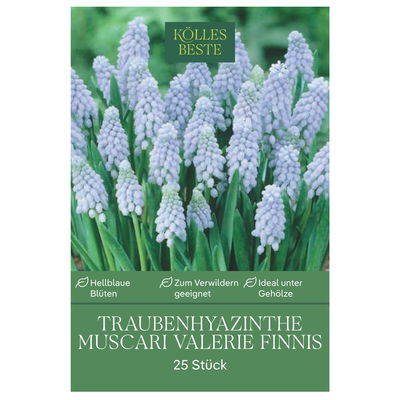 Muscari 'Valerie Finnis'®, 25 Zwiebeln, blau, Gr. 8/9 Muscari 'Valerie Finnis'®, 25 Zwiebeln, blau, Gr. 8/9