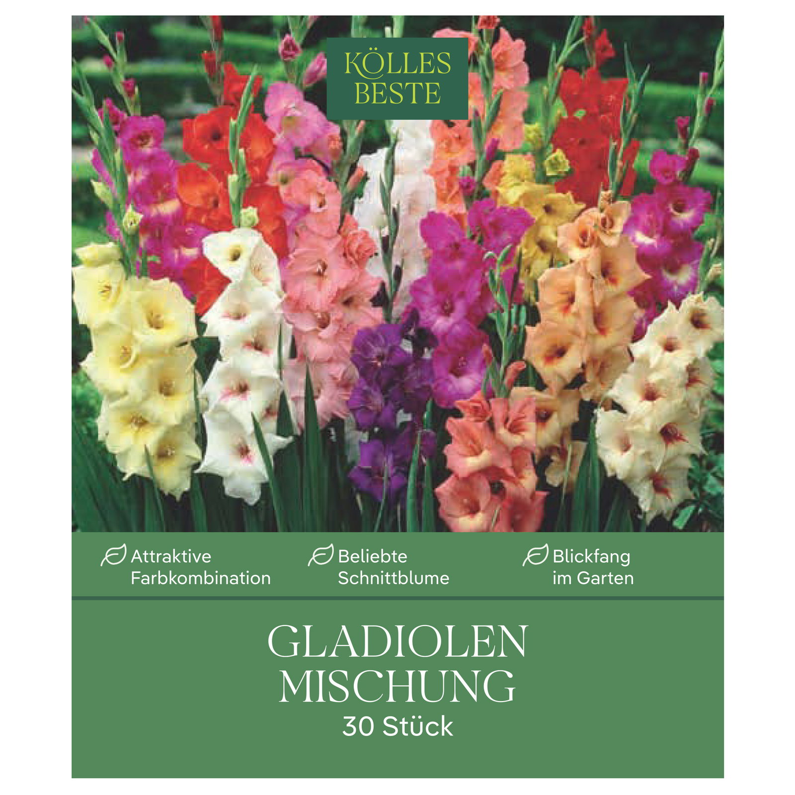 Kölles Beste XXL Gladiolen Mischung, 30 Blumenknollen