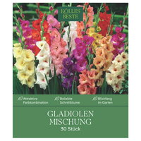 Kölles Beste XXL Gladiolen Mischung, 30 Blumenknollen