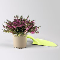 Winterheide, rosa, Topf-Ø 11 cm, 8 Pflanzen