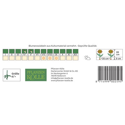 Kölles Beste Blumenknollen, Gefüllte Begonien Mischung Kölles Beste Blumenknollen, Gefüllte Begonien Mischung