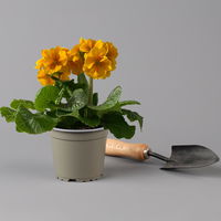 Hohe Schlüsselblume 'Inara® Orange' orange, Topf-Ø 13 cm, 6er-Set